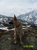 Malinois Foto: Joe im Urlaub (ID 36653) Malinois Hund