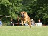Malinois Foto: Hunderennen in Bad Oldesloe Juli 2009 (ID 44631) Malinois Hund