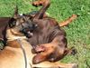 Malinois Foto: Mira und Armi (ID 23476) Malinois Hund