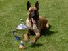Malinois Foto: Alf (ID 7600) Malinois Hund