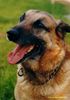 Malinois Foto: I am warning you.... grrrrrrrr (ID 6536) Malinois Hund