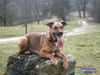 Malinois Foto: Guck mal meine lange zunge :P (ID 30928) Malinois Hund