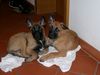 Malinois Foto: Arielle&Attack, 2 1/2 Monate (ID 5968) Malinois Hund