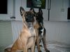Malinois Foto: Arielle&Attack, 4 Monate (ID 5971) Malinois Hund