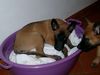 Malinois Foto: Hier ist's aber gemütlich! (ID 5969) Malinois Hund