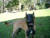 Malinois Foto: Arielle&Attack, 2 1/2 Monate (ID 5970) Malinois Hund