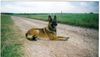 Malinois Foto: Benno (ID 10245) Malinois Hund