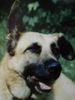 Malinois Foto: Basti (ID 8344) Malinois Hund