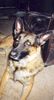 Malinois Foto: Benno (ID 12188) Malinois Hund