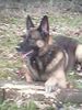 Malinois Foto: Benno im Wald (ID 19558) Malinois Hund