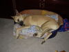 Malinois Foto: mein hund (ID 25090) Malinois Hund