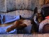 Malinois Foto: Retirement is good! Rico (ID 2690) Malinois Hund
