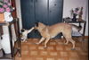 Malinois Foto: Meine Hündin Angie und ihre beste Freundin Mutzi beim klären der rangordnung.Meine hilfe wurde nicht benötigt, da beide sehr gut miteinander auskommen. (ID 26525) Malinois Hund
