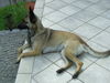 Malinois Foto: das beste was mir je begegnen konnte, ist mein hund. sie ist einfach wunderbar und bildschön (ID 26420) Malinois Hund