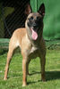 Malinois Foto: Enya von der Krähenschmiede (ID 40255) Malinois Hund