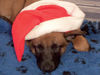 Malinois Foto: Enya als Welpe (ID 43083) Malinois Hund