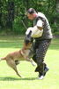 Malinois Foto: Eyko v.d.Breuker Heide, IPO3, 12J. (ID 25197) Malinois Hund