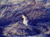 Malinois Foto: Hallo,ich bin Anton und bin 13Monate (ID 18647) Malinois Hund