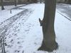 Malinois Foto: ...hide and seek (ID 8703) Malinois Hund