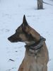 Malinois Foto: Was war das??? (ID 8704) Malinois Hund