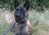 Malinois Foto: Das ist Brandy (ID 19282) Malinois Hund
