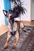Malinois Foto: Brando de la Basse Autriche (ID 26007) Malinois Hund
