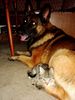 Malinois Foto: Benno u sein Baby Puma-Castello (ID 24324) Malinois Hund