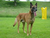 Malinois Foto: Valdes du Boscaille (Coyote) (ID 25340) Malinois Hund