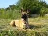 Malinois Foto: Haben die schönen Fotos bei den Malis gesehen und wollten euch jetzt auch mal unsere SOMA vorstellen. (ID 39907) Malinois Hund
