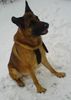 Malinois Foto: Nero im Schnee 10.01.2010 (ID 45490) Malinois Hund