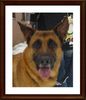 Malinois Foto: Nero (ID 45489) Malinois Hund