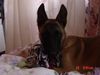 Malinois Foto: Meine kleine Mali-Maus ;-) (ID 7313) Malinois Hund