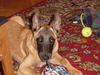 Malinois Foto: Mmh, ist das lecker, aber immer diese Paparazzi. *ggg* (ID 7314) Malinois Hund
