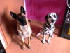 Malinois Foto: Unzertrennlich! (ID 35299) Malinois Hund