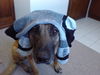 Malinois Foto (ID 41906) Malinois Hund