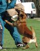 Malinois Foto: Xantos van de Lobo Hoeve (ID 39999) Malinois Hund