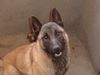 Malinois Foto: Das ist Coco! (ID 18957) Malinois Hund
