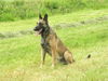 Malinois Foto: Quirano le Bosseur (ID 25268) Malinois Hund