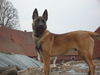 Malinois Foto: wo ist der zweite hund??? (ID 29654) Malinois Hund