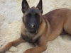 Malinois Foto: wunderschön hier =) (ID 29653) Malinois Hund