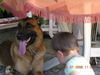 Malinois Foto: Nero und Benni (ID 42640) Malinois Hund