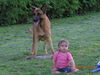 Malinois Foto: Nero und Benni beim Spielen (ID 42641) Malinois Hund