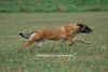 Malinois Foto: Xena van de Lobo Hoeve (ID 39998) Malinois Hund