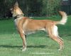 Malinois Foto: Xito van de Lobo Hoeve (ID 39997) Malinois Hund
