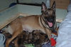 Malinois Foto: unser erster wurf (ID 40681) Malinois Hund