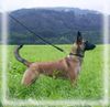 Malinois Foto: Xena van de Lobo Hoeve (ID 5798) Malinois Hund