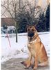 Malinois Foto: malinois 65 cm,40 kg IPO 1,ZVV1 (ID 10615) Malinois Hund