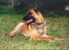 Malinois Foto: Deny ze Svobodneho dvora, IPO1,ZVV1 (ID 10636) Malinois Hund
