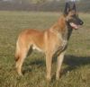 Malinois Foto: Deny ze Svobodneho dvora, IPO1,ZVV1 (ID 10614) Malinois Hund