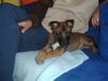 Malinois Foto: Molly mit 7 Wochen (ID 32600) Malinois Hund